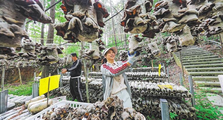 发展产业调研】林下生金冰球突破技巧【高质